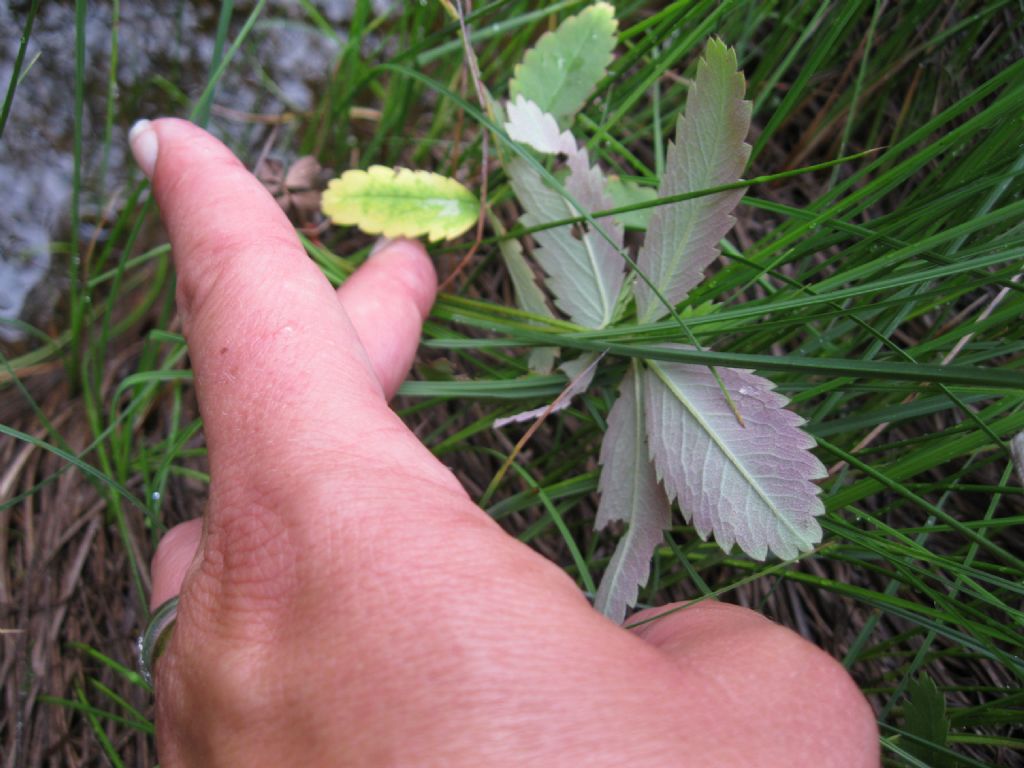 Potentilla palustris